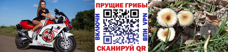 Псилоцибиновые грибы мухоморы  наркотики  Малгобек 