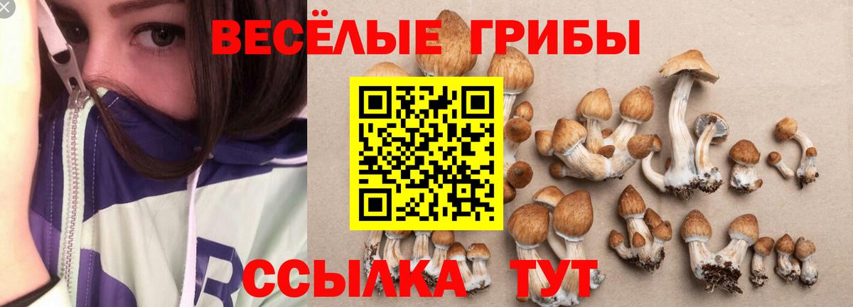 Псилоцибиновые грибы Psilocybe  Малгобек  магазин  наркотиков  Галлюциногенные грибы GOLDEN TEACHER 